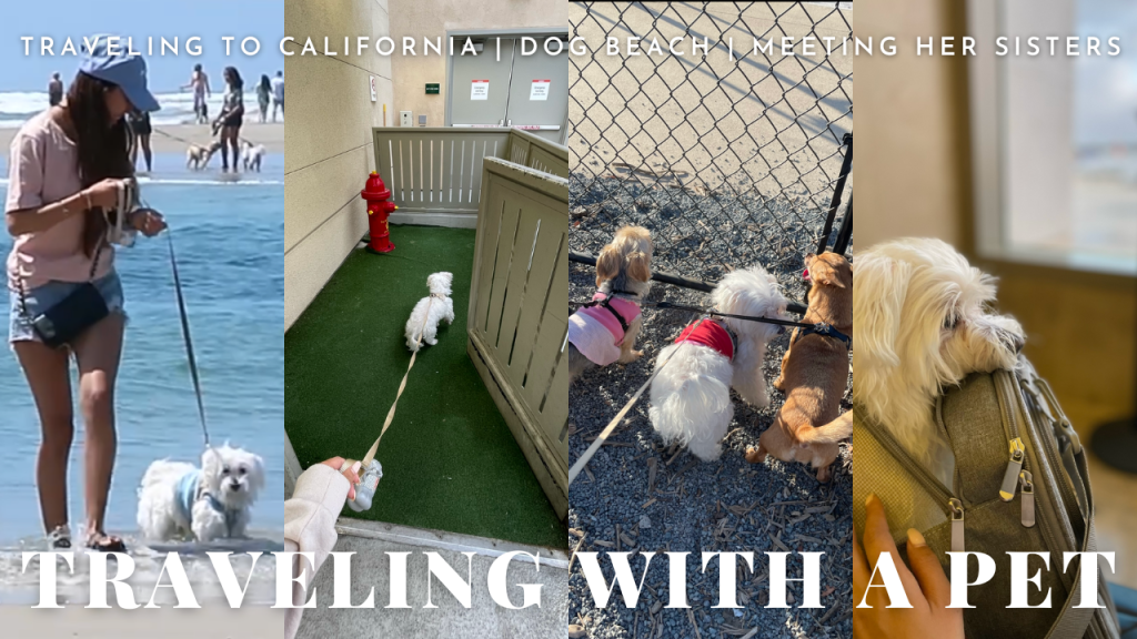 How To Travel With A&nbsp;Pet